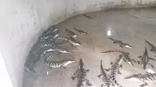Mueren más de 300 cocodrilos por problemas con la CFE en Palizada