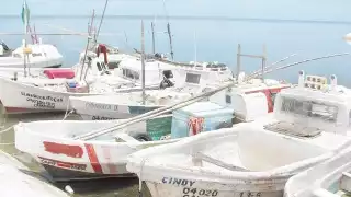 Prevén capturar 17 mil toneladas de pulpo en Campeche