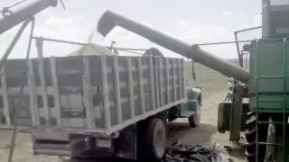 La SCJN revocó el permiso a una trasnacional para la liberación de soya transgénica.