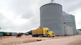 Dependencias tienen registros de maíz y soya genéticamente modificadas: ONG