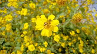 Florece planta 'tah', beneficio mielero y pesadilla de productores en Calkiní