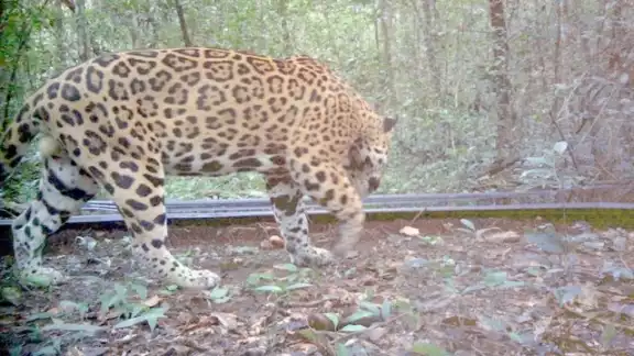 Se estima que en la Reserva Balamkú habría dos jaguares cada 100 kilómetros cuadrados Se estima que en la Reserva Balamkú habría dos jaguares cada 100 kilómetros cuadrados