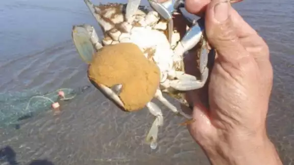 Empresarios de Alvarado, Veracruz, ocasionan la baja producción de la especie Empresarios de Alvarado, Veracruz, ocasionan la baja producción de la especie