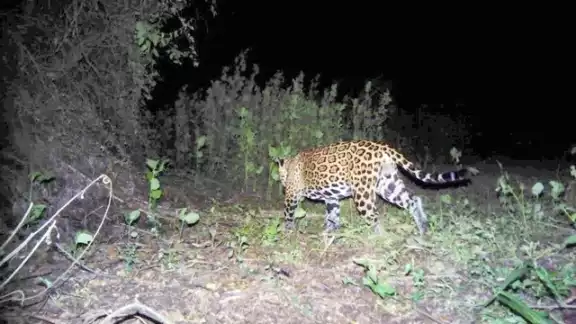 Mil cámaras trampa operaron 90 días en los cinco tramos del Tren Maya, lo cual permitirá definir la ubicación de los pasos de fauna Mil cámaras trampa operaron 90 días en los cinco tramos del Tren Maya, lo cual permitirá definir la ubicación de los pasos de fauna
