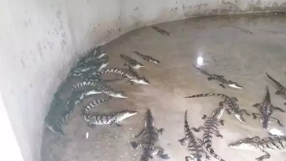 Mueren más de 300 cocodrilos por problemas con la CFE en Palizada Mueren más de 300 cocodrilos por problemas con la CFE en Palizada