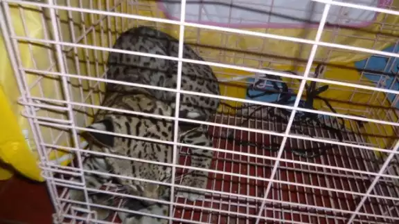 El animal será llevado a una unidad especializa para su recuperación El animal será llevado a una unidad especializa para su recuperación