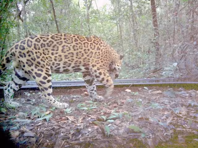 Se estima que en la Reserva Balamkú habría dos jaguares cada 100 kilómetros cuadrados
