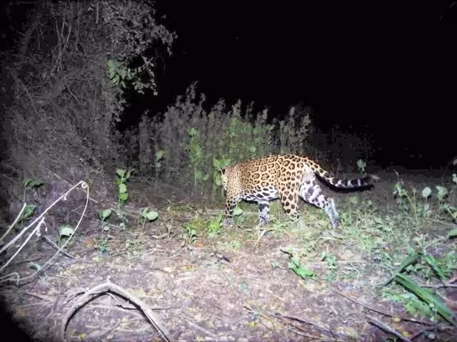 Mil cámaras trampa operaron 90 días en los cinco tramos del Tren Maya, lo cual permitirá definir la ubicación de los pasos de fauna