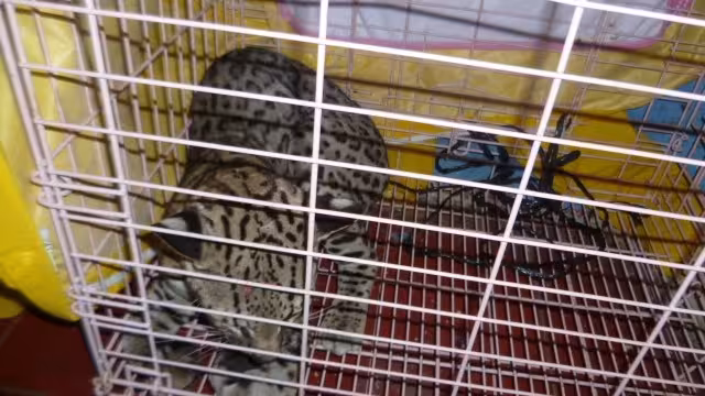 El animal será llevado a una unidad especializa para su recuperación