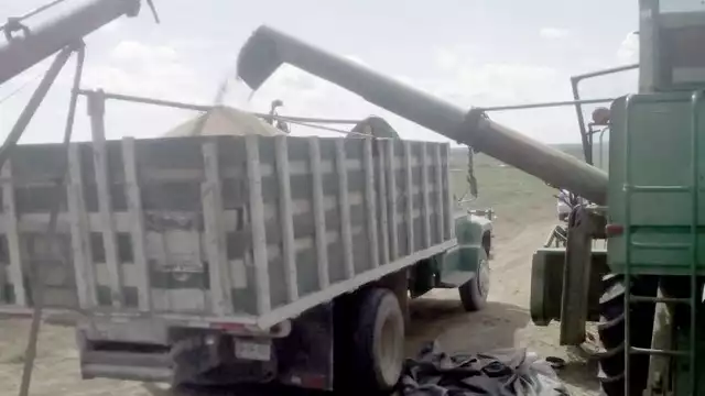 La SCJN revocó el permiso a una trasnacional para la liberación de soya transgénica.