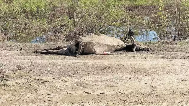 Inundaciones en Palizada deja más de mil reses muertas