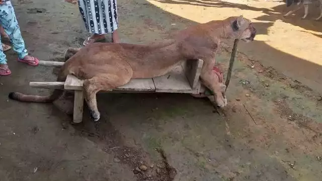Un puma fue cazado y sacrificado por campesinos en Cacahoatán, Chiapas