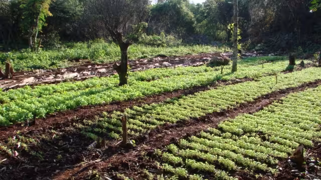 La falta de agua complica la actividad en las parcelas