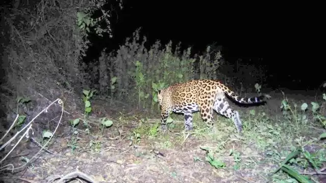 Mil cámaras trampa operaron 90 días en los cinco tramos del Tren Maya, lo cual permitirá definir la ubicación de los pasos de fauna