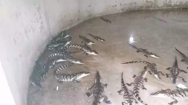 Mueren más de 300 cocodrilos por problemas con la CFE en Palizada
