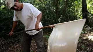  Chicle maya en peligro de extinción; lo que masticamos es "petroleo", asegura investigador    Campechano