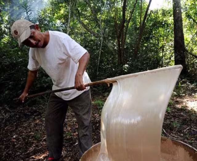 Chicle maya en peligro de extinción