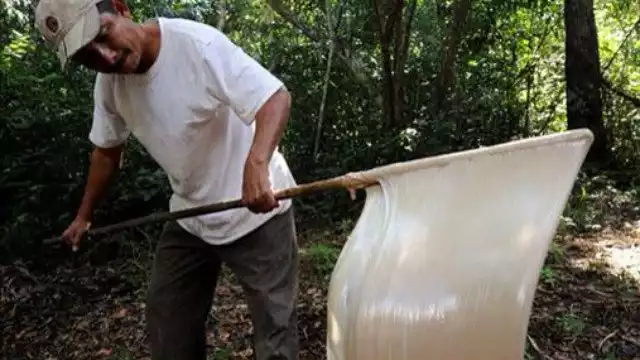 Chicle maya en peligro de extinción