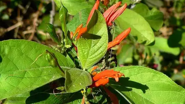 Se ha visto que la flor también puede crecer en Centroamérica