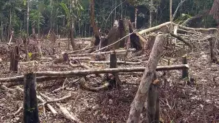 El CEMDA comenzó a asesorar, promover y defender el derecho humano a un medio ambiente sano