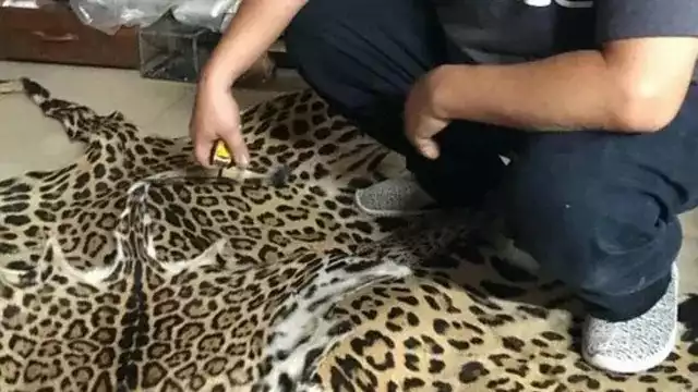 Comercio ilegal de jaguares y leones crece en plataformas digitales