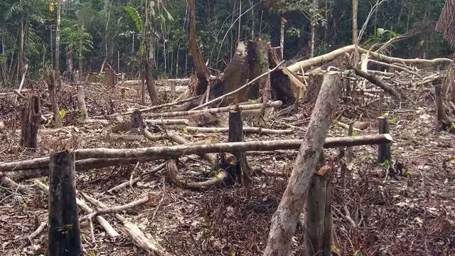 El CEMDA comenzó a asesorar, promover y defender el derecho humano a un medio ambiente sano