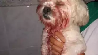 El colectivo solicita a Semabicc intervenir, especialmente esta temporada