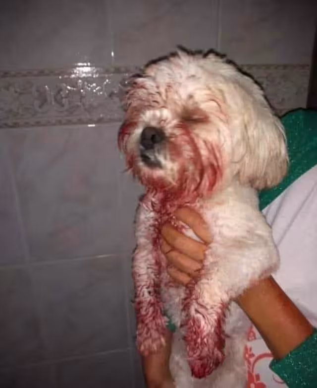 El colectivo solicita a Semabicc intervenir, especialmente esta temporada