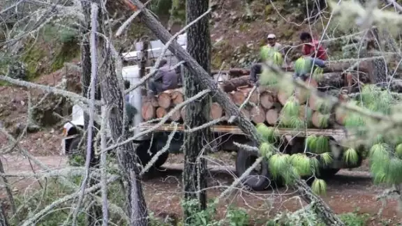 Las comisiones de Áreas Naturales Protegidas de México y Guatemala precisan que la práctica ilegal es operada
por el país asiático en Calakmul y no por guatemaltecos Las comisiones de Áreas Naturales Protegidas de México y Guatemala precisan que la práctica ilegal es operada
por el país asiático en Calakmul y no por guatemaltecos