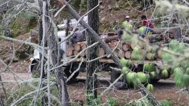 Las comisiones de Áreas Naturales Protegidas de México y Guatemala precisan que la práctica ilegal es operada
por el país asiático en Calakmul y no por guatemaltecos