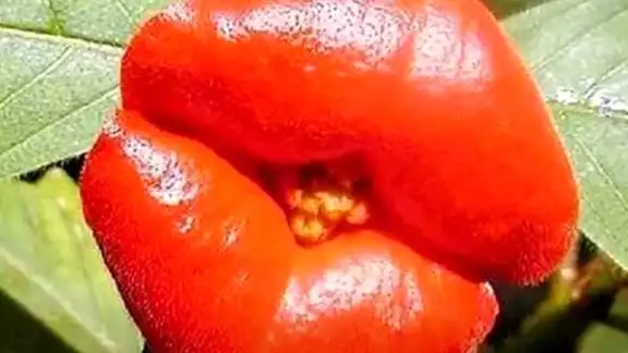 Psychotria elata es una planta que se encuentra en Centroamérica y tiene la forma de un labio