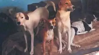 Al menos una decena de perritos fueron rescatados del inmueble. Foto: Especial