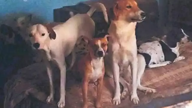 Al menos una decena de perritos fueron rescatados del inmueble. Foto: Especial