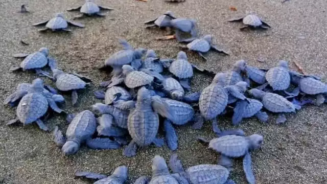 ¿Cuáles son las cinco especies de tortugas que arriban a Campeche?