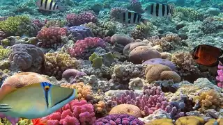 25 Aniversario del decreto como Área Natural Protegida, el Parque Nacional Arrecifes de Cozumel