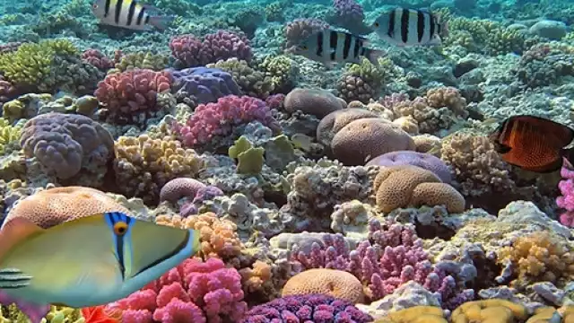25 Aniversario del decreto como Área Natural Protegida, el Parque Nacional Arrecifes de Cozumel