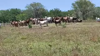 Gusano barrenador y cierre de frontera ponen en jaque al ganado de Atasta  