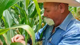Gobierno de AMLO benefició a más de 75 mil productores campechanos  