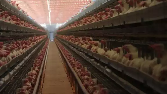 Ya son nueve las unidades de producción infectadas; sacrifican a 100 mil aves en el Estado Ya son nueve las unidades de producción infectadas; sacrifican a 100 mil aves en el Estado
