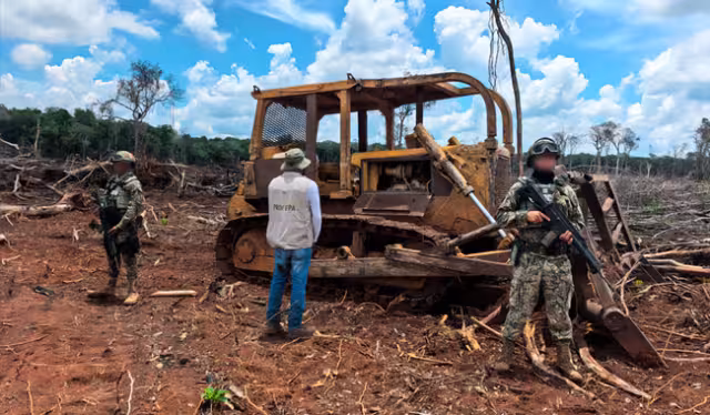 Carboneras y aserraderos ilegales clausurados por Profepa en Campeche