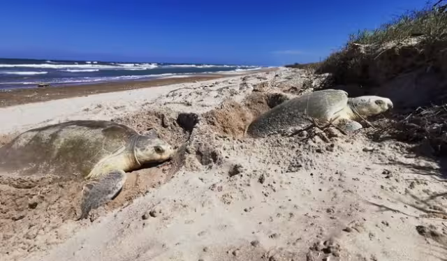 El turismo, la invasión de vehículos en playas y la alteración de dunas amenazan la anidación