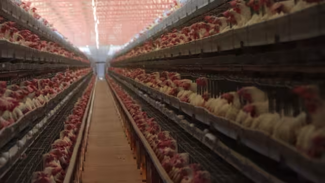 Ya son nueve las unidades de producción infectadas; sacrifican a 100 mil aves en el Estado