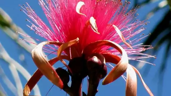 La flor es usada antiguamente para medicina natural, pues se dice que puede curar enfermedades respiratorias, úlceras y dolores en general. 