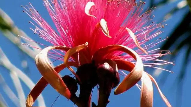 La flor es usada antiguamente para medicina natural, pues se dice que puede curar enfermedades respiratorias, úlceras y dolores en general. 