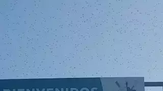 Plaga de langostas invade la zona norte de Motul: VIDEO