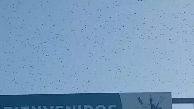 Foto: Alejandro Colli