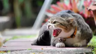 Un gato que se siente perro genera controversia en las redes sociales