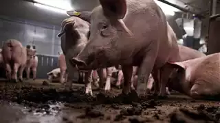 Kekén cuenta con 500 granjas de cerdos, mismas que están afectando el subsuelo de Yucatán