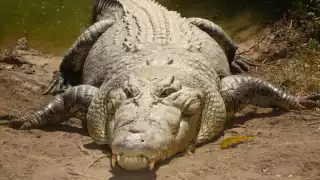 Se desconoce si había más cocodrilos en la zona