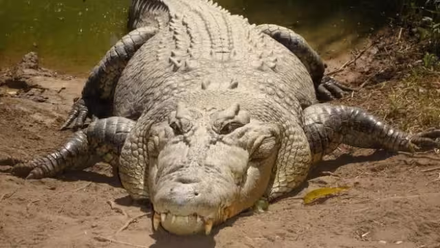 Se desconoce si había más cocodrilos en la zona